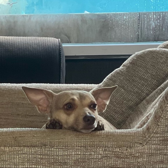 The Pack says THANK YOU 😊 for your purchases!! - Picture 2 of 3